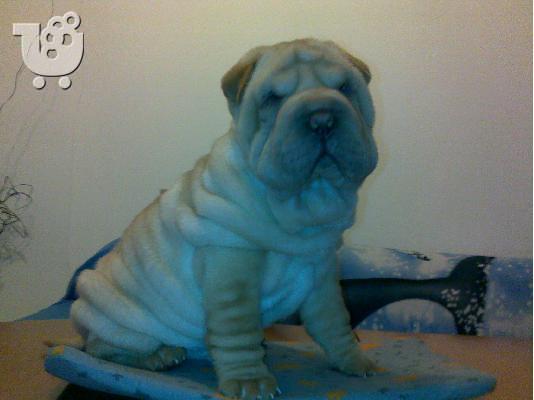 Kαλή τιμή!!!.Πουλάω όμορφα κουτάβια ράτσα SHAR-PEI - Σαρ Πέι- 350 euro...